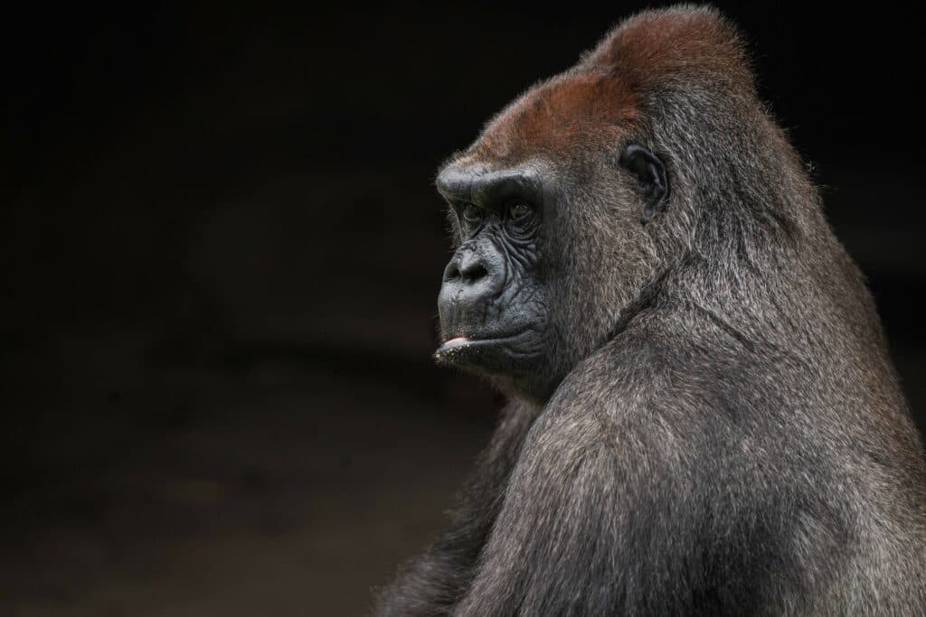 The Africa Big Five in Uganda: Everything You Need to Know